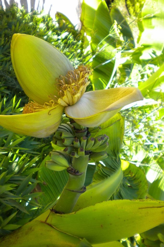 Photo of Japanese Hardy Banana (Musa basjoo) uploaded by admin