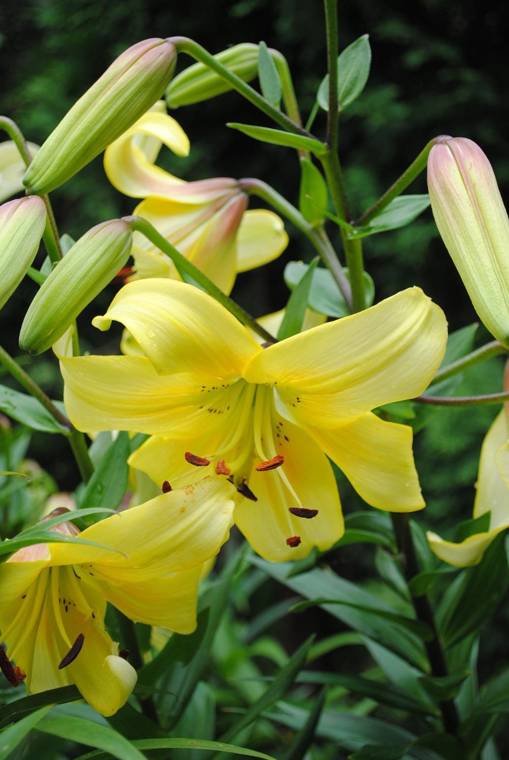 Photo of Lily (Lilium 'Yellow Whoppers') uploaded by chelle