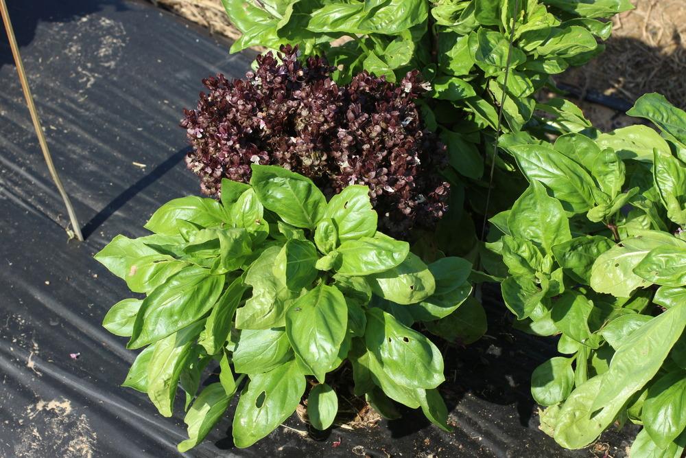 Photo of Basil (Ocimum 'Balsamic Blooms') uploaded by dave