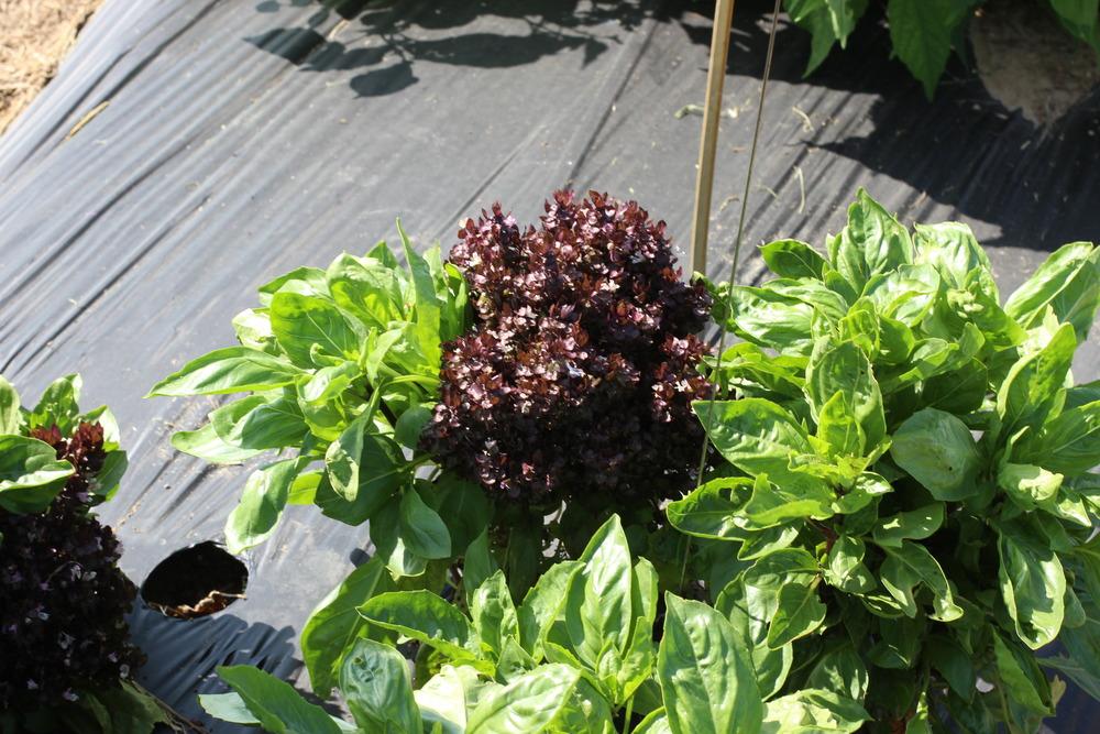 Photo of Basil (Ocimum 'Balsamic Blooms') uploaded by dave