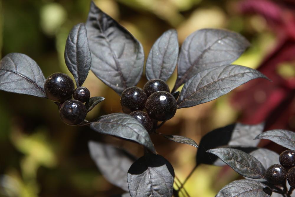 Photo of Ornamental Pepper (Capsicum annuum 'Black Pearl') uploaded by dave