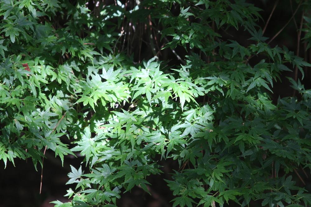 Photo of Japanese Maple (Acer palmatum 'Coonara Pygmy') uploaded by dave