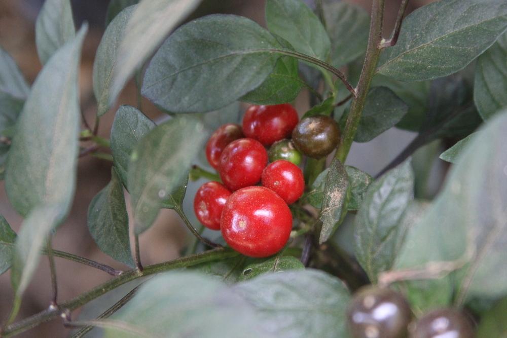 Photo of Ornamental Pepper (Capsicum annuum 'Black Pearl') uploaded by dave