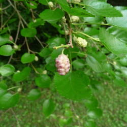 Location: Indiana zone 5
Date: 2015-06-30