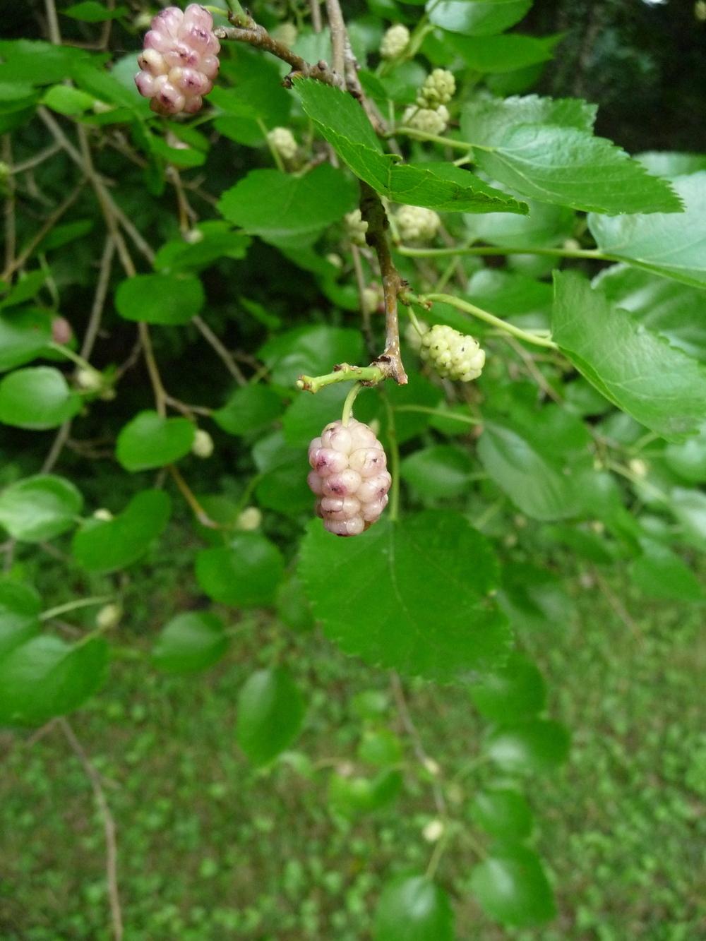 Photo of White Mulberry (Morus alba) uploaded by gardengus