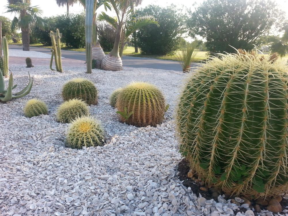 Photo of Golden Barrel Cactus (Kroenleinia grusonii) uploaded by karmatree