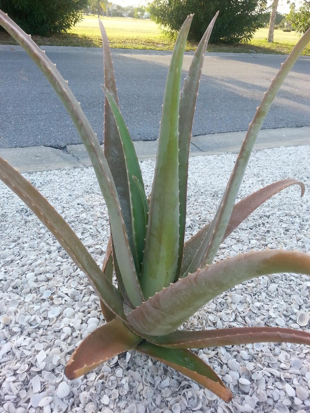 Photo of Aloe Vera (Aloe vera) uploaded by karmatree