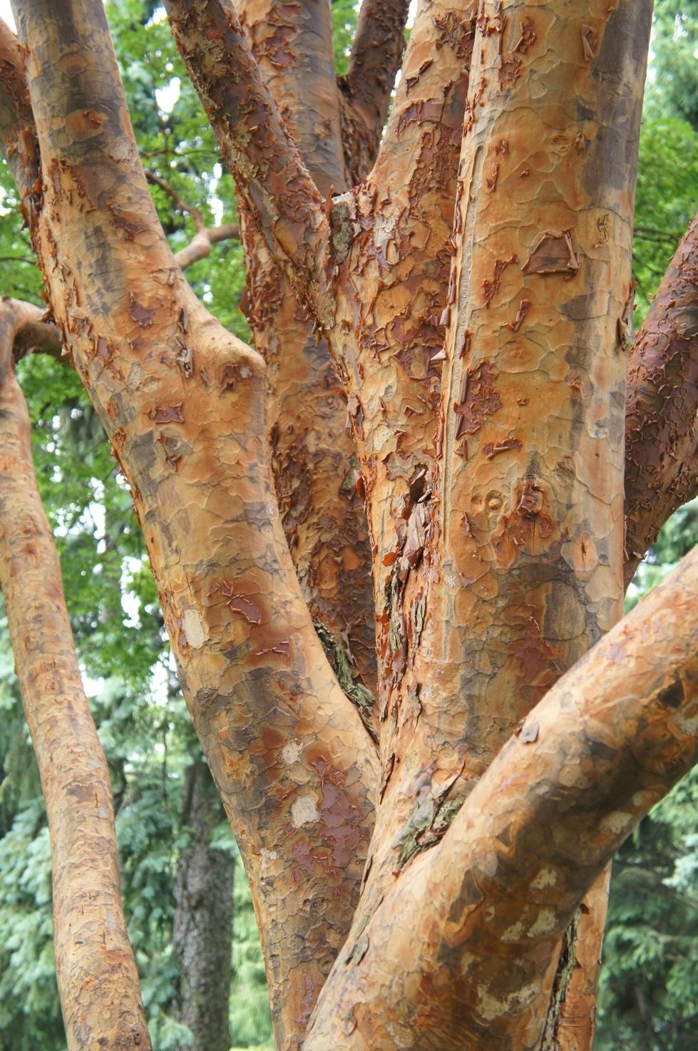 Photo of Paperbark Maple (Acer griseum) uploaded by skylark