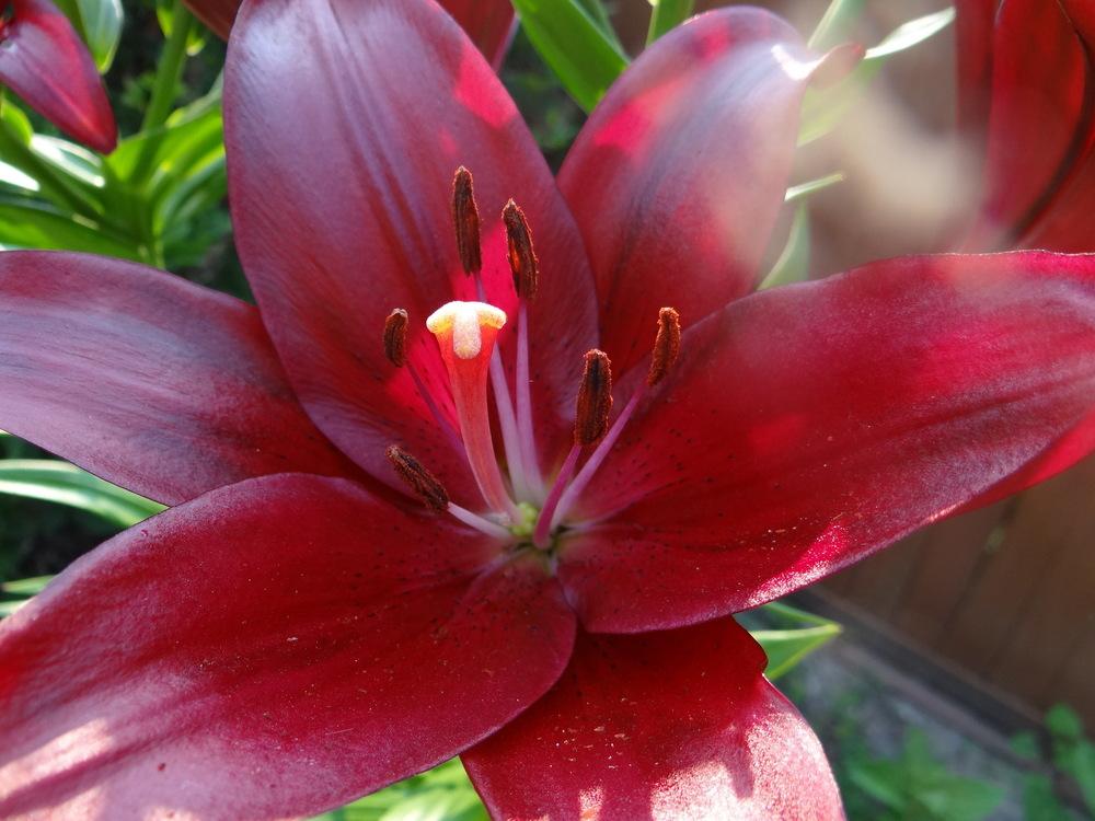 Photo of Lily (Lilium 'Methone') uploaded by stilldew