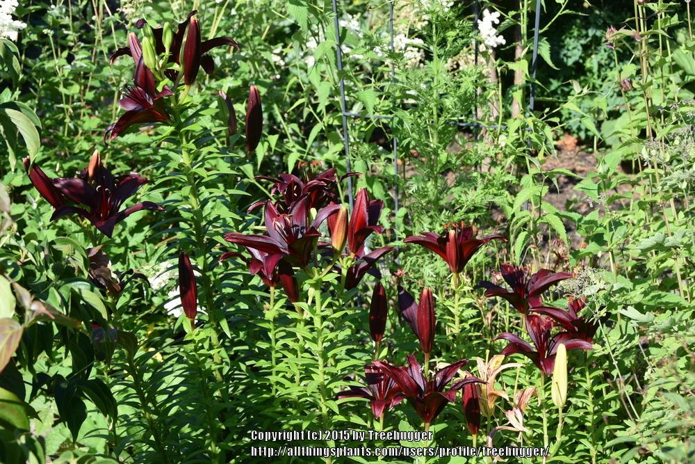 Photo of Lily (Lilium 'Dimension') uploaded by treehugger
