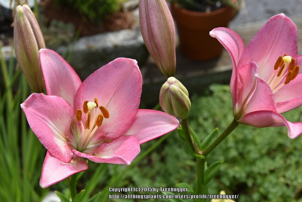 Photo of Lily (Lilium 'Souvenir') uploaded by treehugger