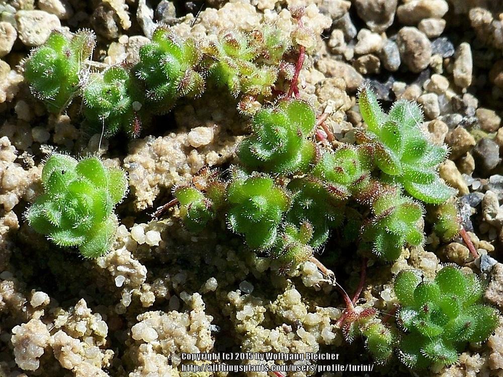 Photo of Hen and Chicks (Sempervivum pittonii) uploaded by turini