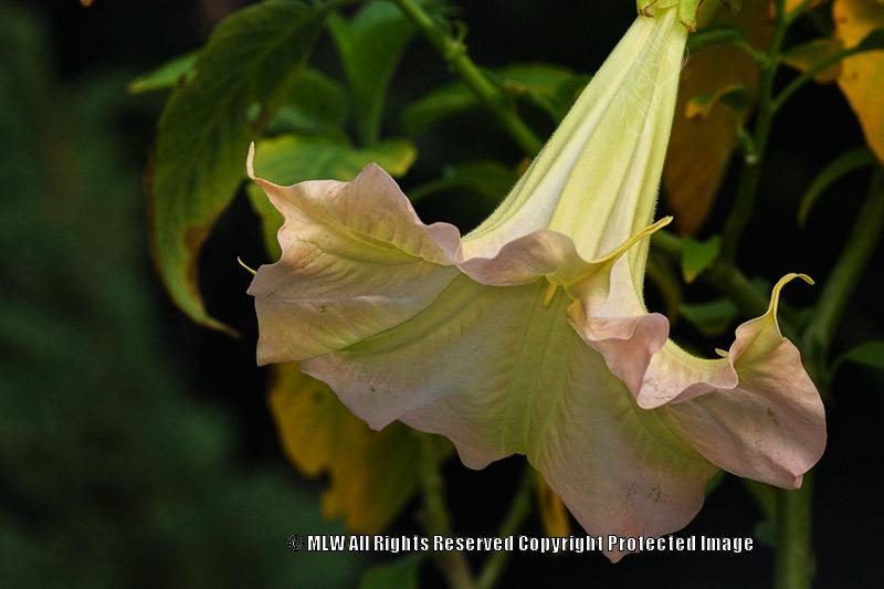Photo of Angel's Trumpets (Brugmansia) uploaded by GoatDriver
