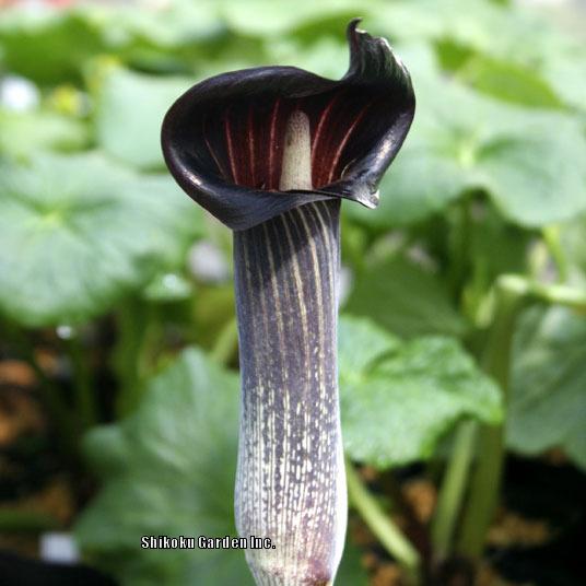 Photo of Jack-in-the-Pulpit (Arisaema mayebarae) uploaded by Joy