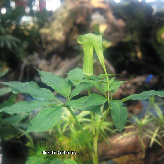 Photo of Japanese Cobra Lily (Arisaema tosaense) uploaded by Joy