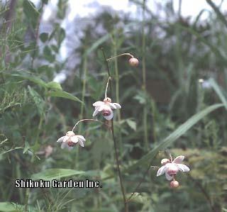 Photo of False Anemone (Anemonopsis macrophylla) uploaded by Joy