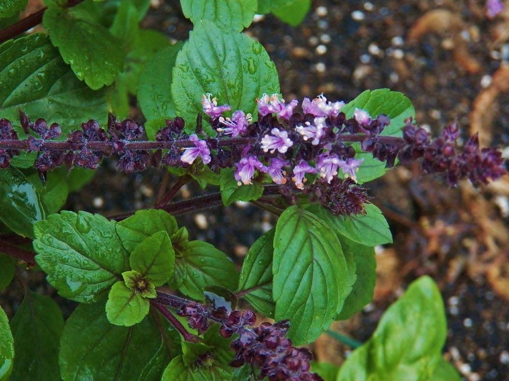 Photo of African Blue Basil (Ocimum 'African Blue') uploaded by MissyPenny