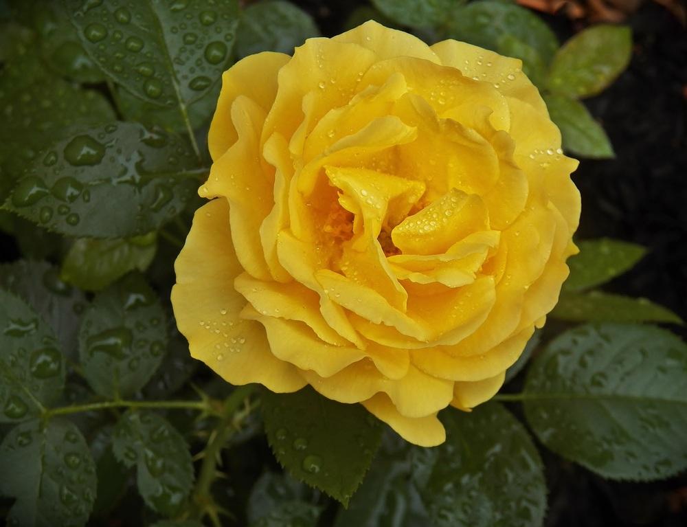 Photo of Floribunda Rose (Rosa 'Julia Child') uploaded by MissyPenny
