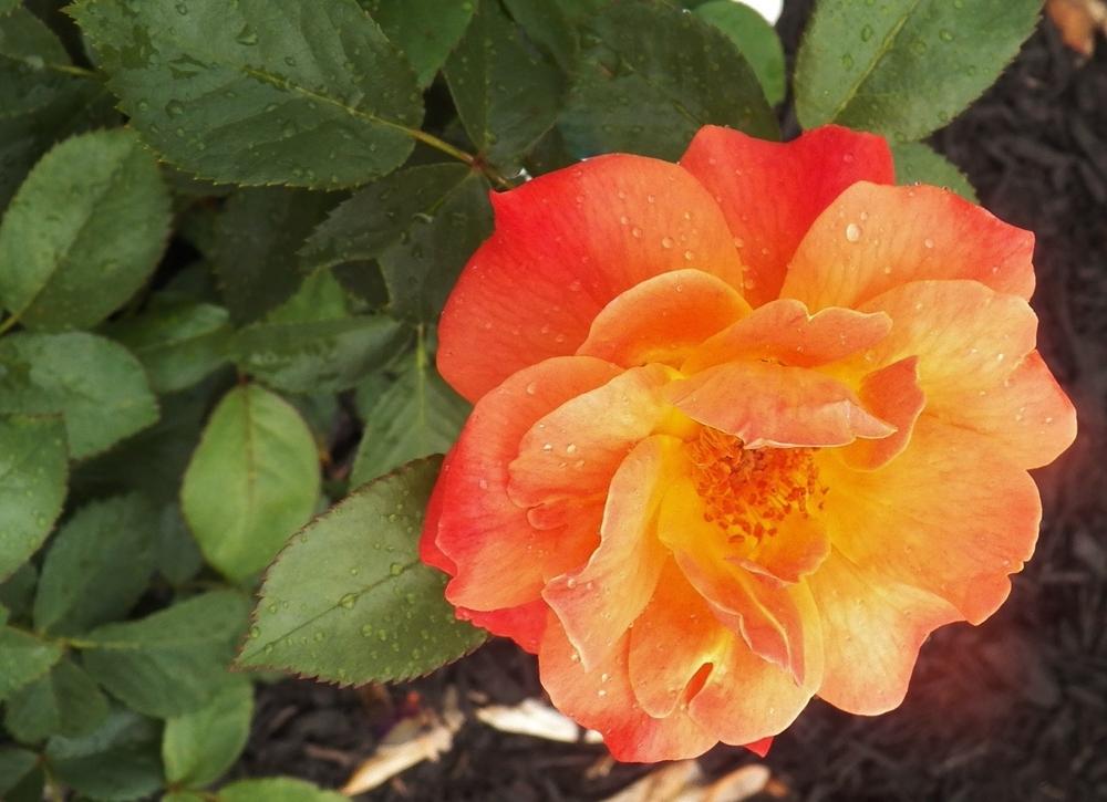 Photo of Floribunda Rose (Rosa 'Livin' Easy') uploaded by MissyPenny