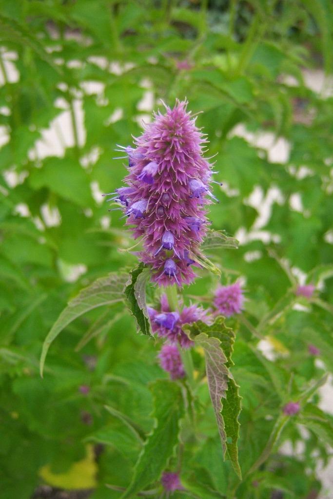 Photo of Anise Hyssop (Agastache foeniculum) uploaded by admin