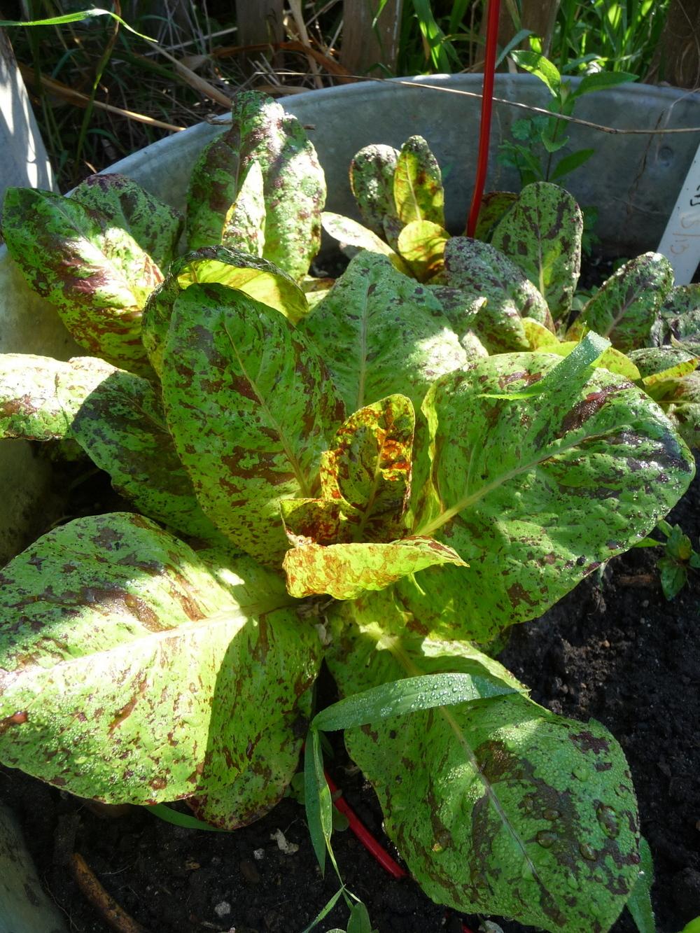 Photo of Lettuce (Lactuca sativa 'Flashy Trout Back') uploaded by gardengus