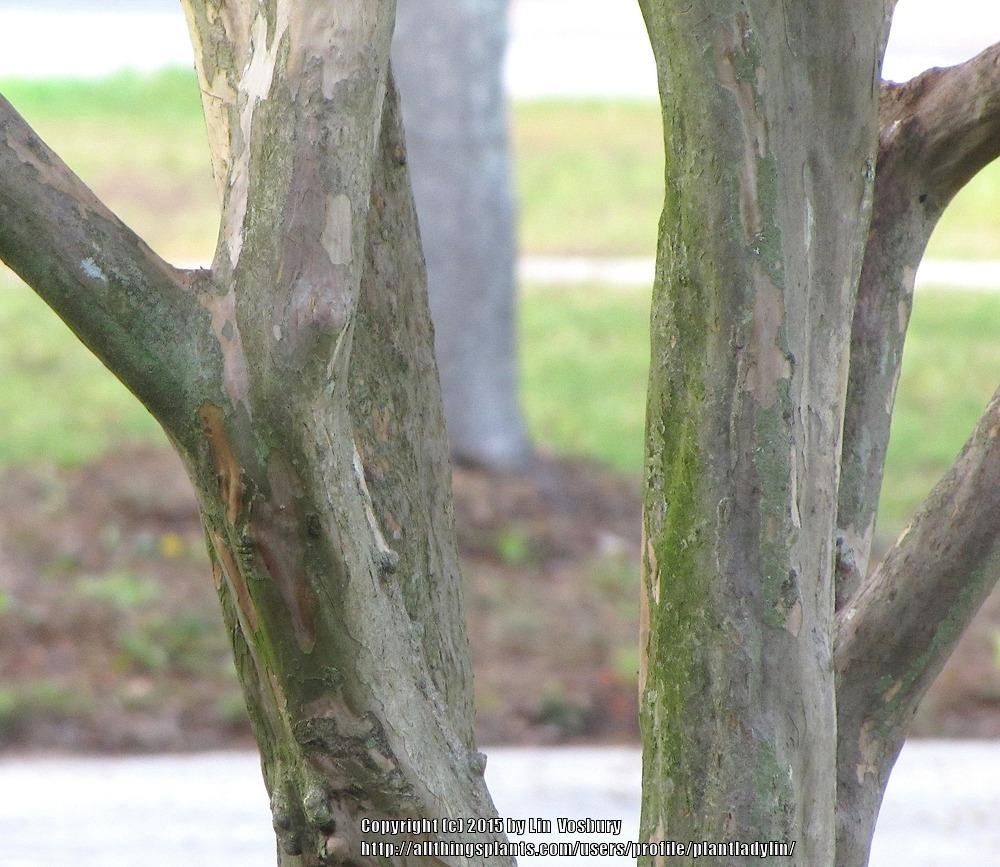 Photo of Crape Myrtle (Lagerstroemia indica 'Tuscarora') uploaded by plantladylin