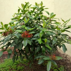 Location: Colima, Colima Mexico (Zone 11)
Date: 2015-06-09
Flame of the Woods (Ixora coccinea) just beginning to bloom