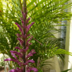 Location: Colima, Colima Mexico (Zone 11)
Date: 2015-05-07
Purple Firespike (Odontonema callistachyum) first bloom