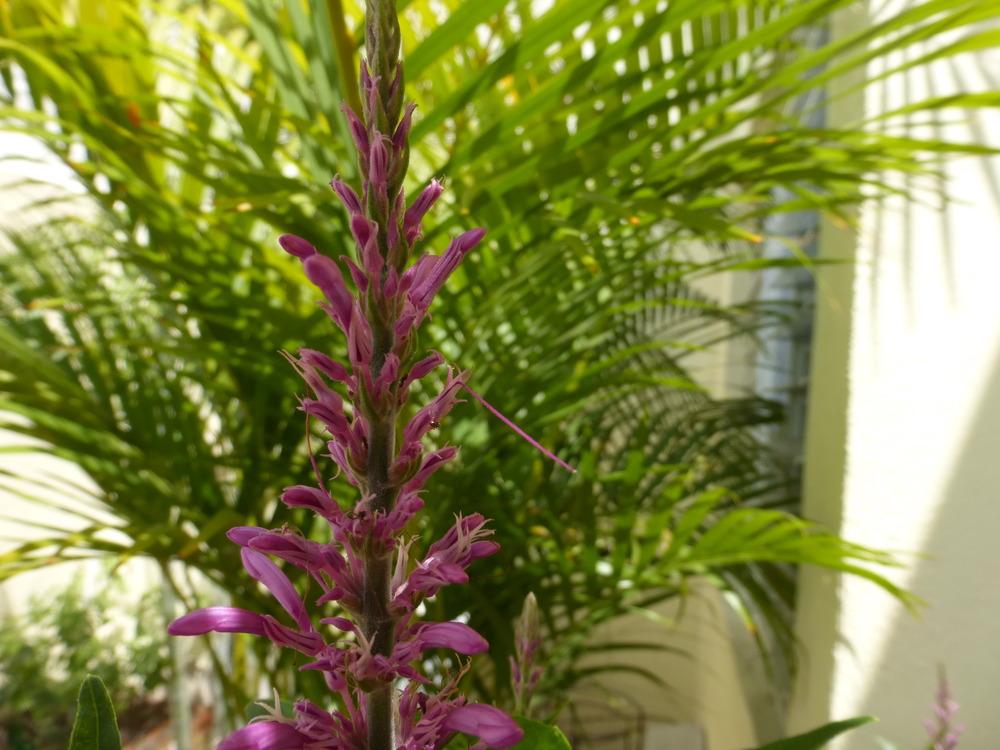 Photo of Purple Firespike (Odontonema callistachyum) uploaded by vitrsna