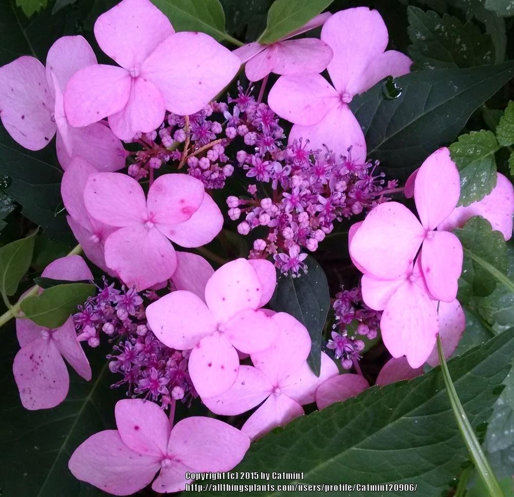 Photo of Lacecap Hydrangea (Hydrangea macrophylla Endless Summer® Twist-n-Shout®) uploaded by Catmint20906