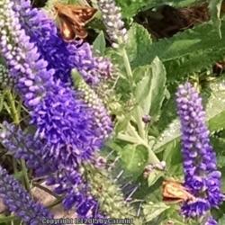 Location: Maryland
Date: 2015-07-03
Skippers enjoying the veronica