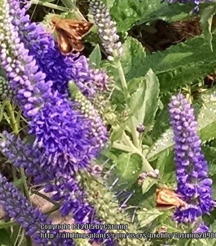 Photo of Speedwell (Veronica 'Sunny Border Blue') uploaded by Catmint20906
