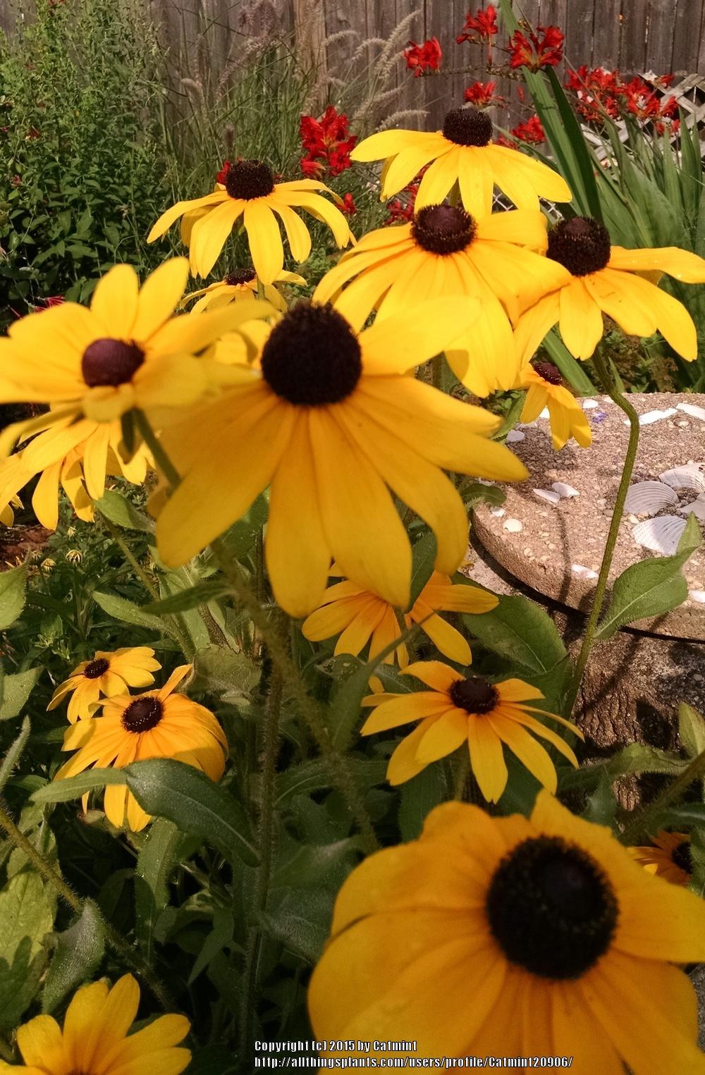 Photo of Black-Eyed Susan (Rudbeckia hirta 'Indian Summer') uploaded by Catmint20906