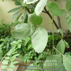 Location: Mysore, India
Date: 2015-07-03
Trifoliate leaves