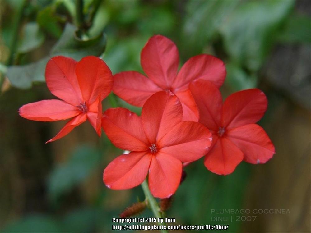 Photo of Scarlet Leadwort (Plumbago indica) uploaded by Dinu