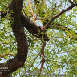 Location: Mysore, India
Date: 2015-07-03
March month, new leaves emerge after the old set dries up and she