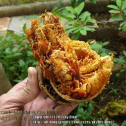 Location: Mysore, India
Date: 2015-07-03
Fallen fruit, ripe, opened to show pulp.  Raw pulp will be yellow