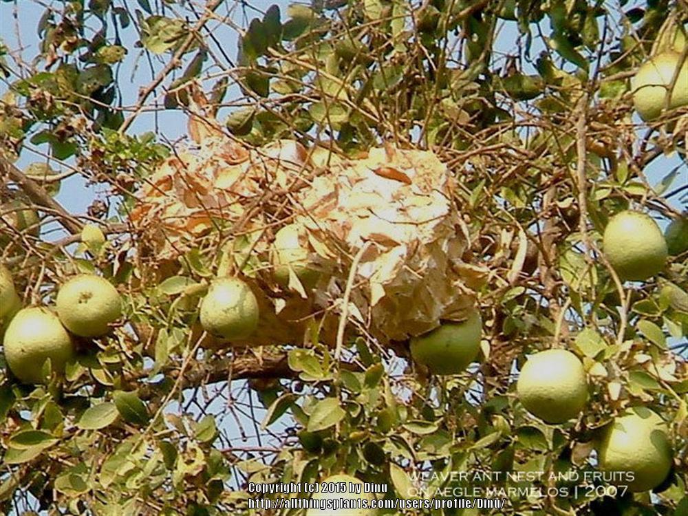 Photo of Bael Fruit (Aegle marmelos) uploaded by Dinu