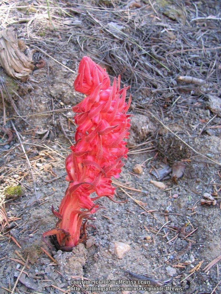 Photo of Snow Plant (Sarcodes sanguinea) uploaded by MLewis