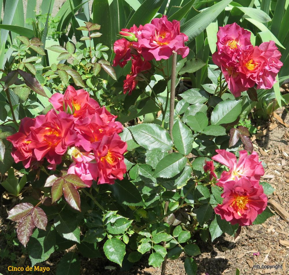 Photo of Floribunda Rose (Rosa 'Cinco de Mayo') uploaded by MargieNY