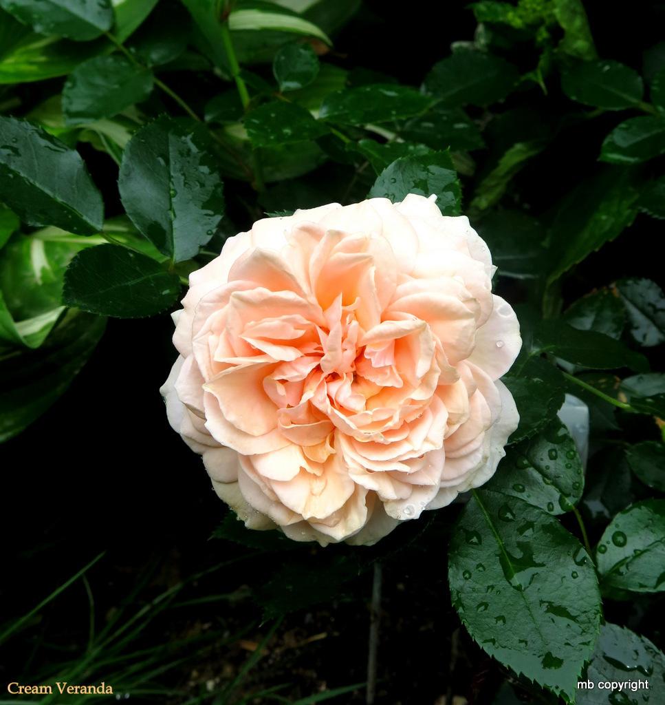 Photo of Rose (Rosa 'Garden of Roses') uploaded by MargieNY