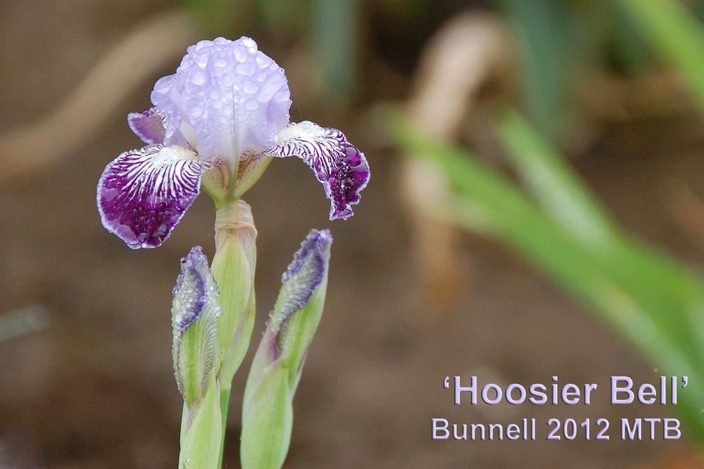 Photo of Miniature Tall Bearded Iris (Iris 'Hoosier Belle') uploaded by Mikey