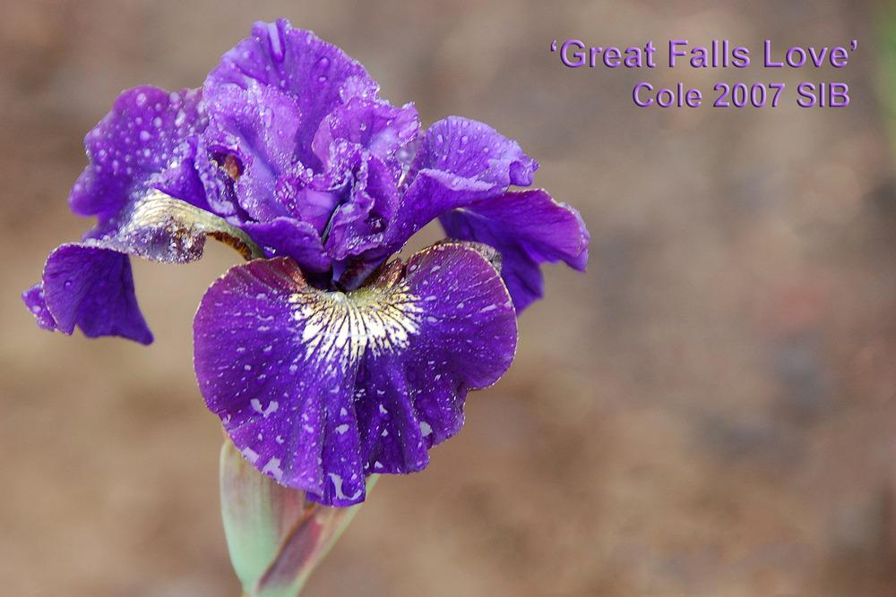Photo of Siberian Iris (Iris 'Great Falls Love') uploaded by Mikey