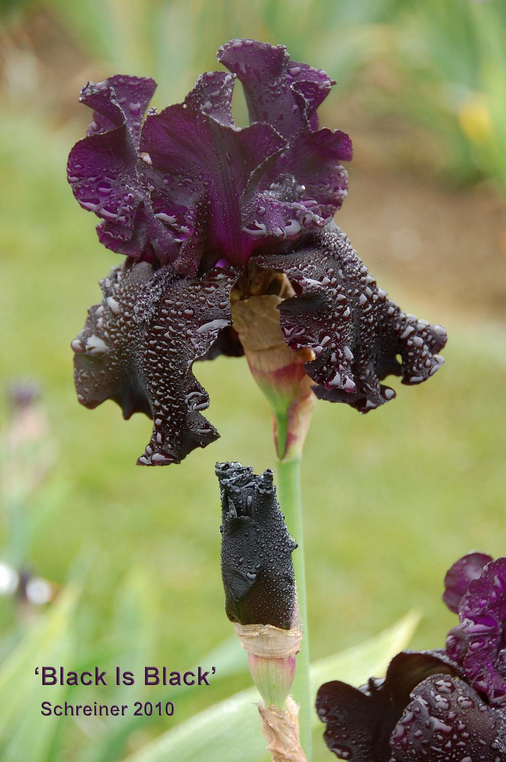 Photo of Tall Bearded Iris (Iris 'Black Is Black') uploaded by Mikey