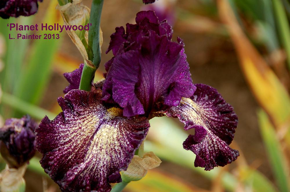 Photo of Tall Bearded Iris (Iris 'Planet Hollywood') uploaded by Mikey