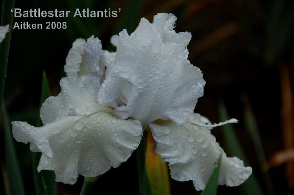 Photo of Tall Bearded Iris (Iris 'Battlestar Atlantis') uploaded by Mikey