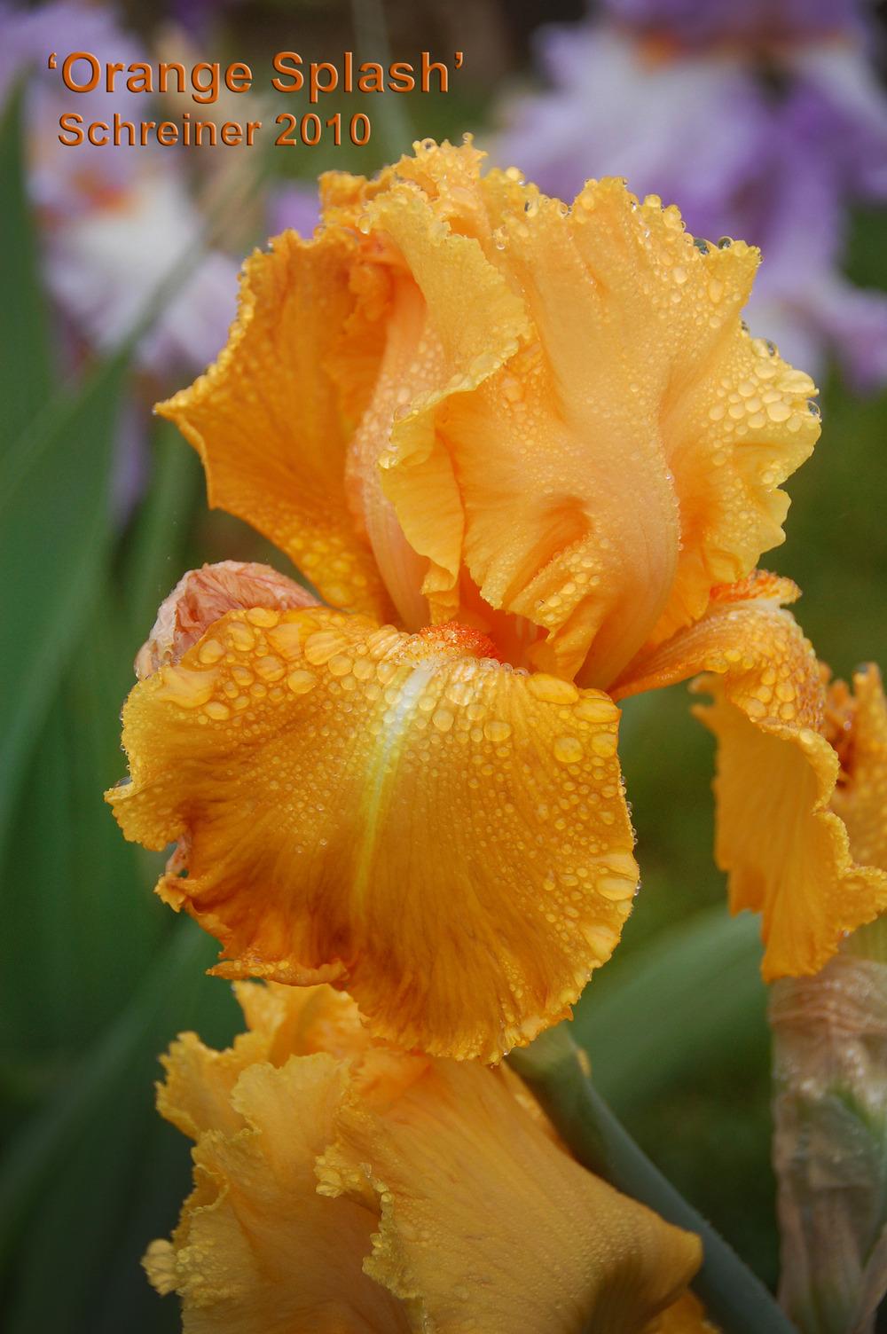 Photo of Tall Bearded Iris (Iris 'Orange Splash') uploaded by Mikey