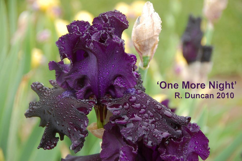 Photo of Tall Bearded Iris (Iris 'One More Night') uploaded by Mikey