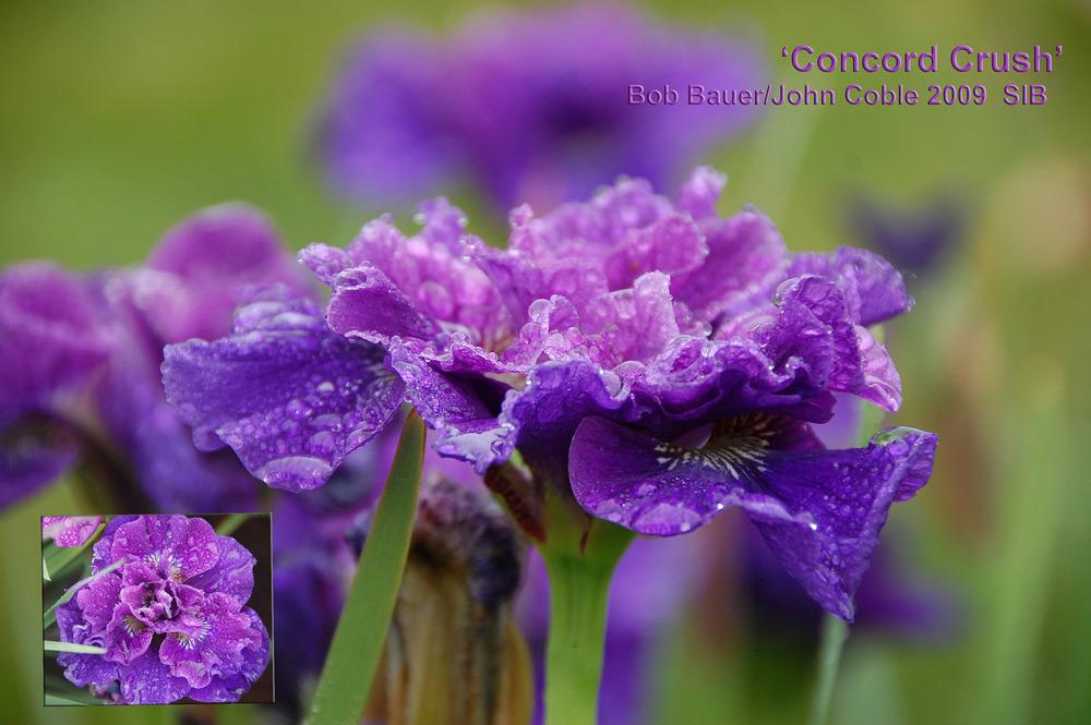 Photo of Siberian Iris (Iris 'Concord Crush') uploaded by Mikey