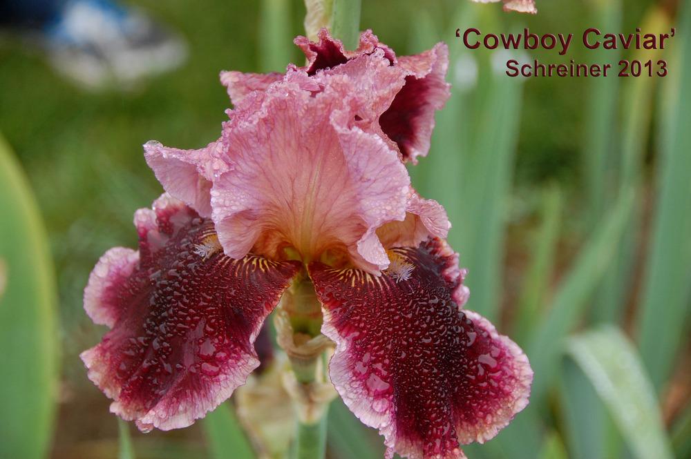 Photo of Tall Bearded Iris (Iris 'Cowboy Caviar') uploaded by Mikey